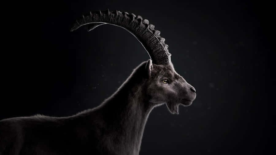 Majestic Ibex Profile Wallpaper