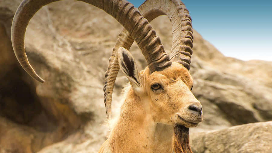 Majestic Ibexon Rocks Wallpaper