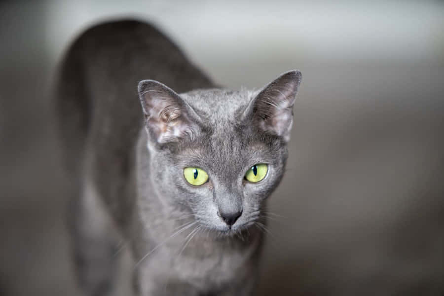 Majestic Korat Cat On A Dark Background Wallpaper