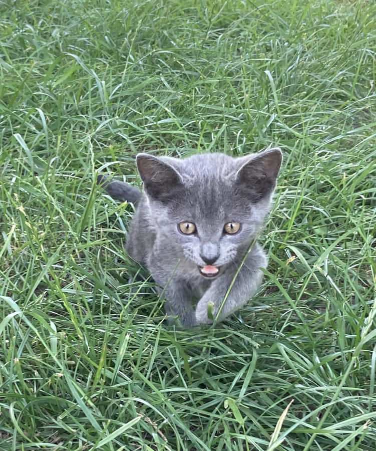 Majestic Korat Cat Resting On A Sofa Wallpaper