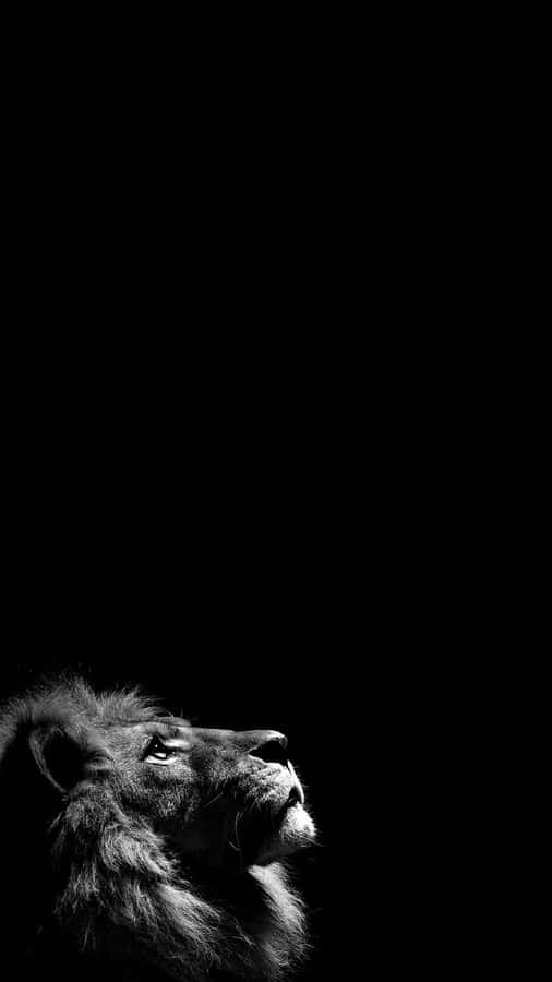 Majestic_ Lion_ Profile_ Black_ Background.jpg Wallpaper