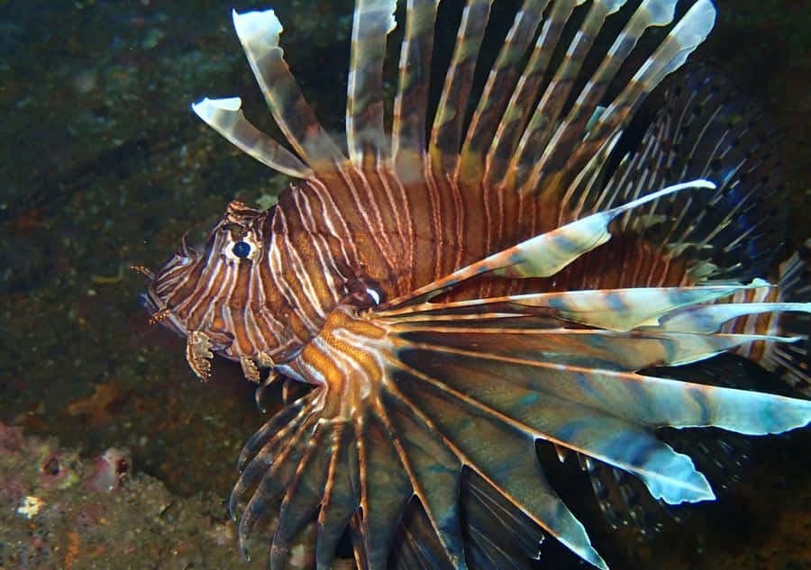 Majestic Lionfish Parading Its Vibrant Stripes Wallpaper