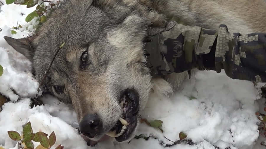Majestic Lone Wolf Roaming In Snowy Forest Wallpaper
