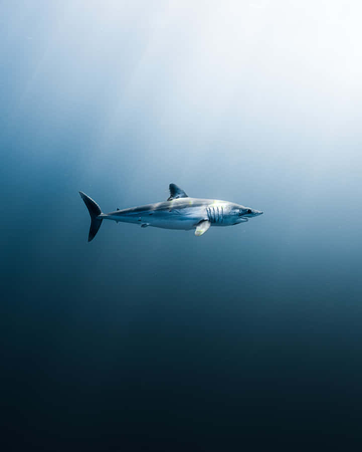 Majestic Mako Shark Swimming Underwater.jpg Wallpaper