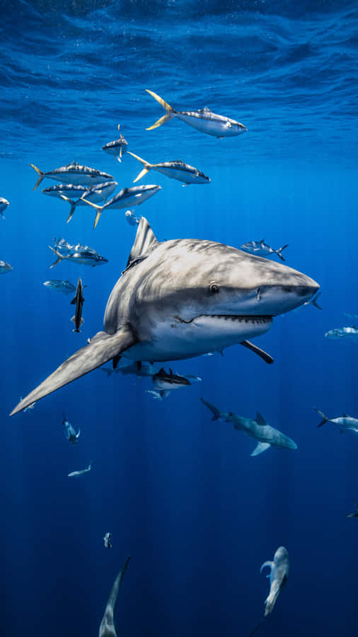 Majestic Mako Shark Swimming With Fish Wallpaper