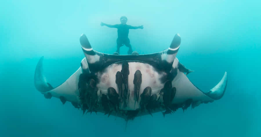 Majestic Manta Ray Gliding Through The Ocean Depths Wallpaper
