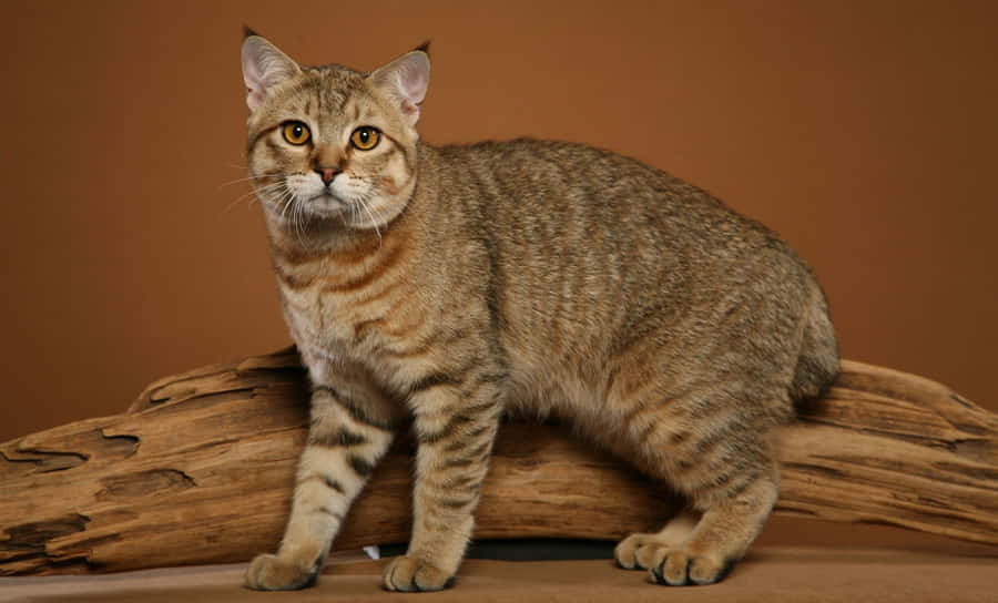 Majestic Manx Cat Resting Peacefully Wallpaper