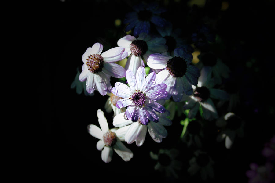 Majestic Mountain Landscape In High Definition Wallpaper