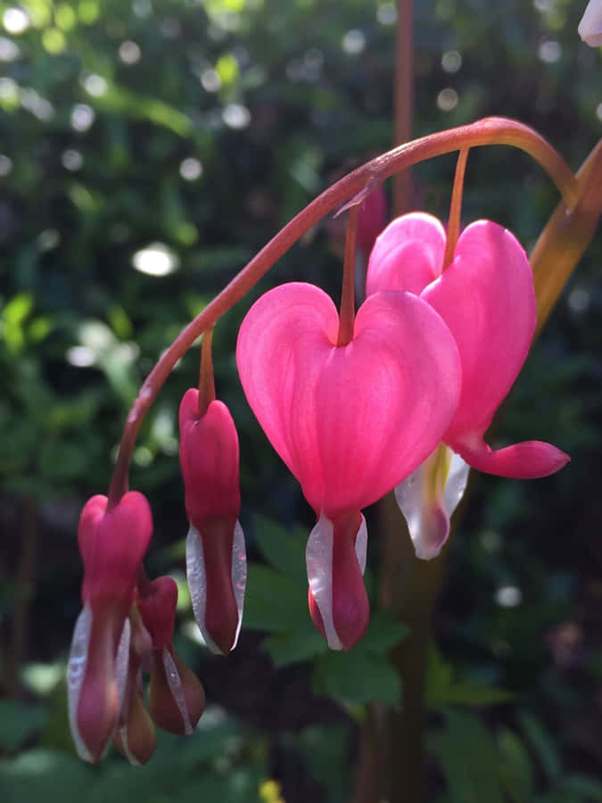 Majestic Mountains With A Lake Overlook Under A Beautiful Blue Sky Wallpaper