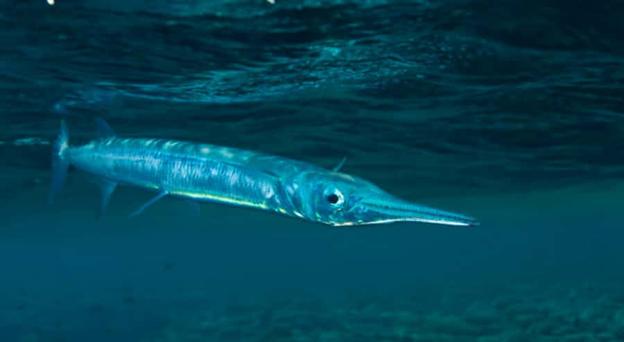 Majestic Needlefish Gliding Through Crystal-clear Waters Wallpaper