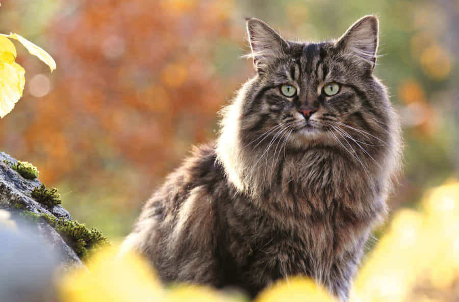 Majestic Norwegian Forest Cat Relaxing In Nature Wallpaper