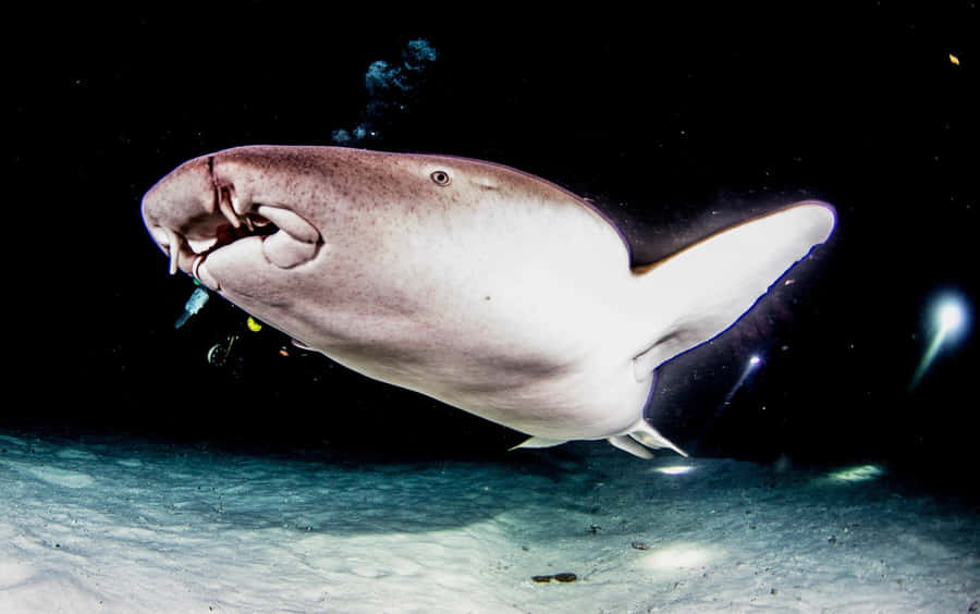 Majestic Nurse Shark Gliding Through Tropical Waters Wallpaper