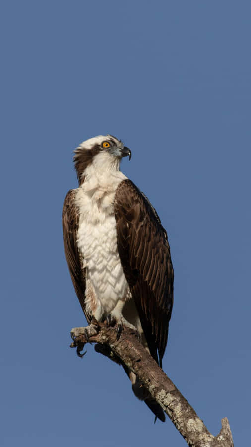 Majestic Osprey Perched Against Blue Sky.jpg Wallpaper