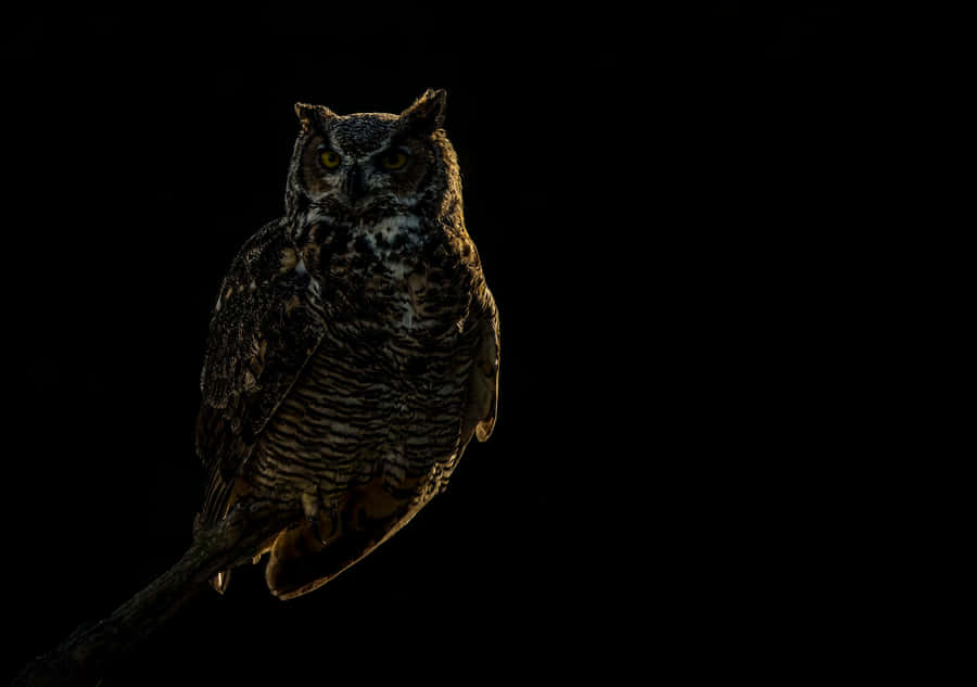 Majestic_ Owl_in_ Shadow Wallpaper