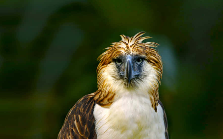 Majestic_ Philippine_ Eagle_ Portrait Wallpaper