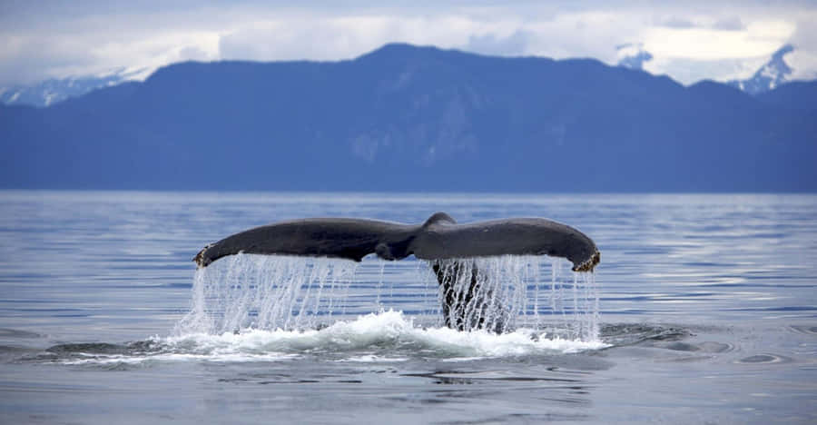 Majestic Pose Of Humpback Whale Under Deep Blue Sea Wallpaper