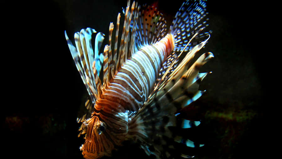 Majestic_ Red_ Lionfish_ Underwater Wallpaper