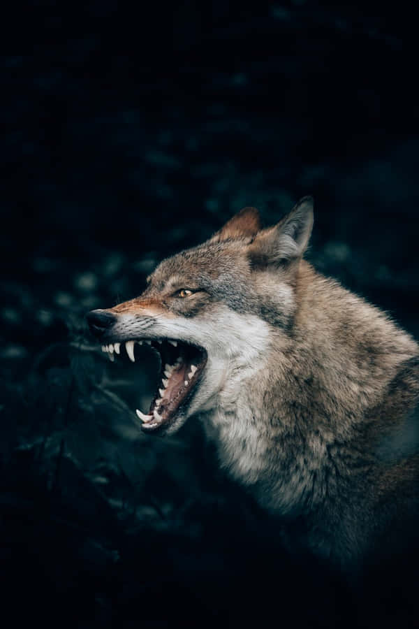 Majestic Red Wolf In The Wild Wallpaper