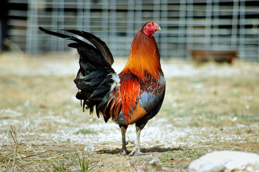 Majestic Roosterin Farmyard.jpg Wallpaper
