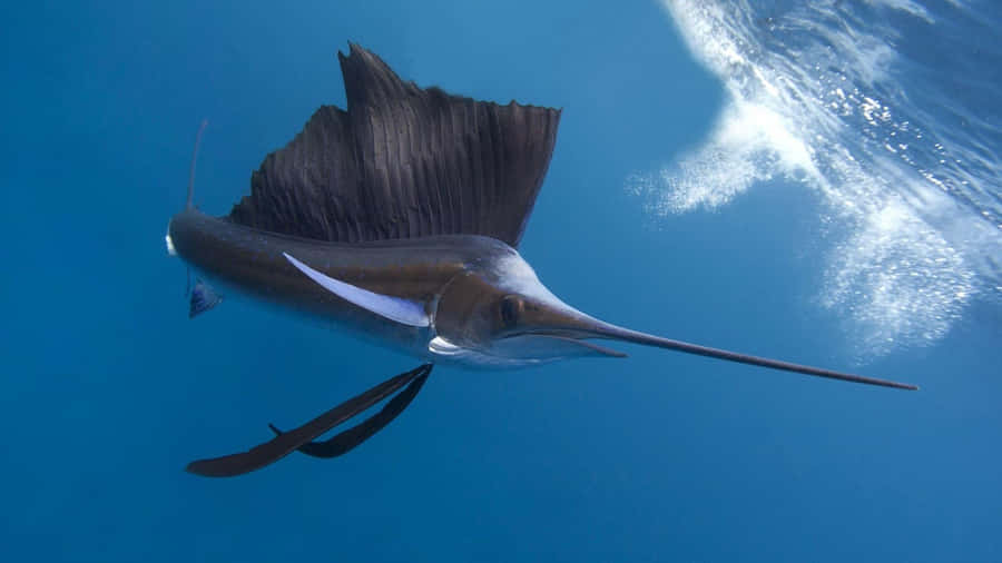 Majestic Sailfish In Deep Blue Sea Wallpaper