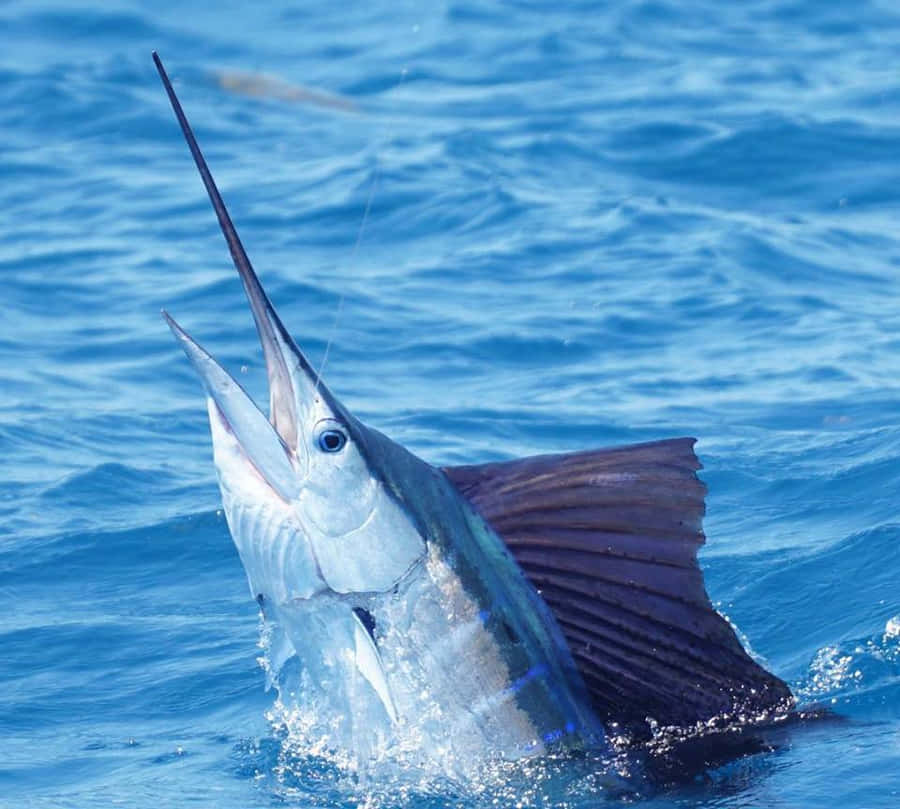 Majestic Sailfish Soaring Through The Ocean Floor Wallpaper