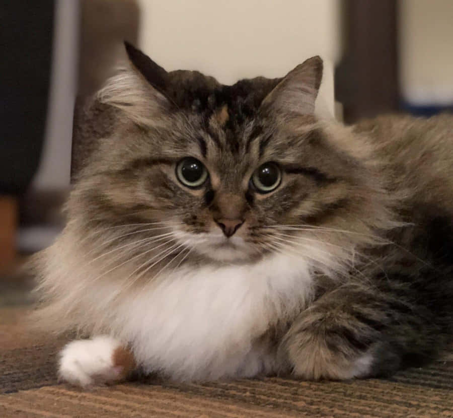 Majestic Siberian Cat Lounging Near A Window Wallpaper