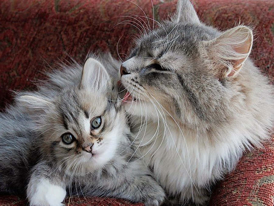 Majestic Siberian Cat Posing In The Garden Wallpaper