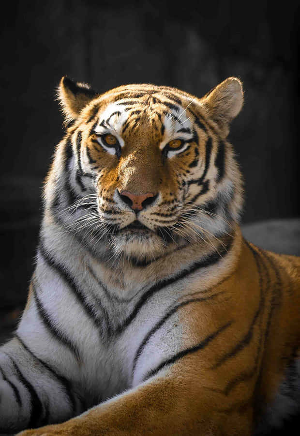Majestic_ Siberian_ Tiger_ Portrait Wallpaper