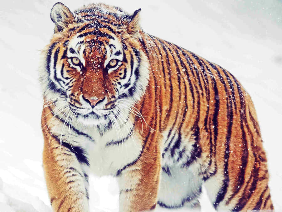 Majestic Siberian Tigerin Snow.jpg Wallpaper