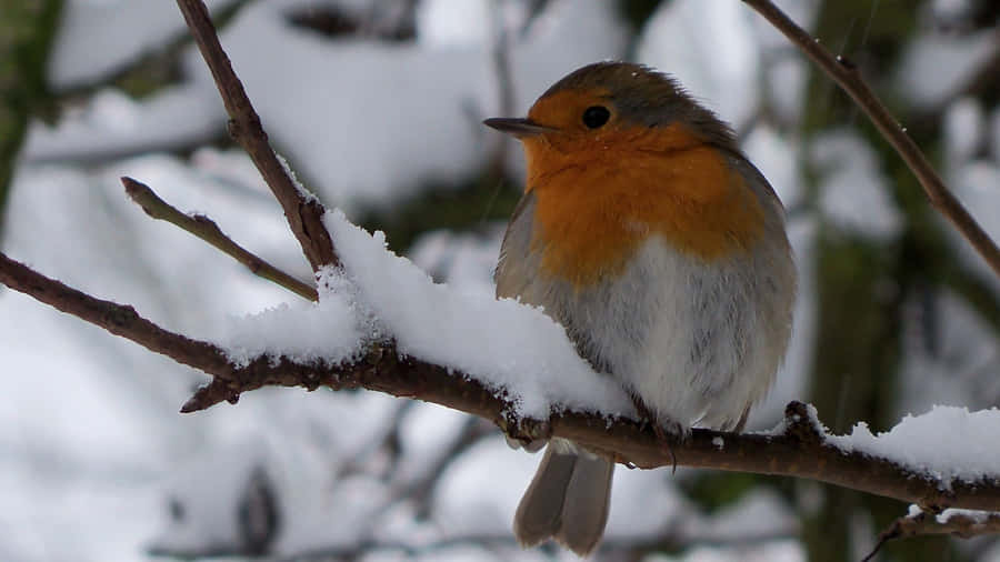 Majestic Snow Bird Perched On A Branch Wallpaper