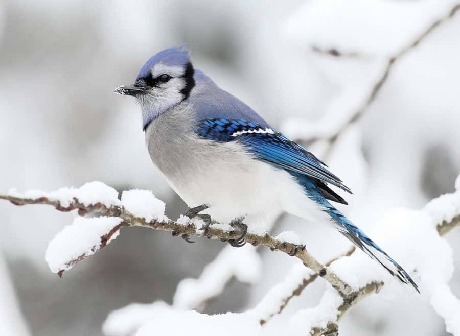 Majestic Snow Bird Perched On Leafless Branch Wallpaper