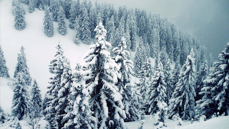 Majestic Snow-covered Trees In A Winter Wonderland Wallpaper