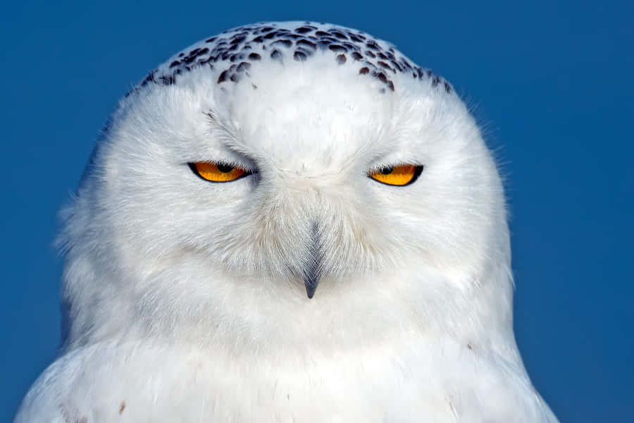 Majestic Snowy Owl Perched On A Branch Wallpaper