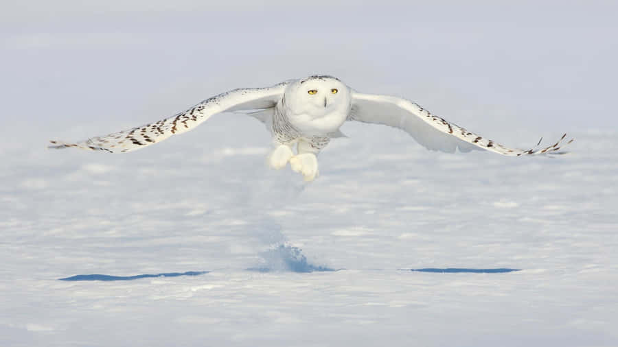 Majestic Snowy Owl Perching In Winter Scenery Wallpaper