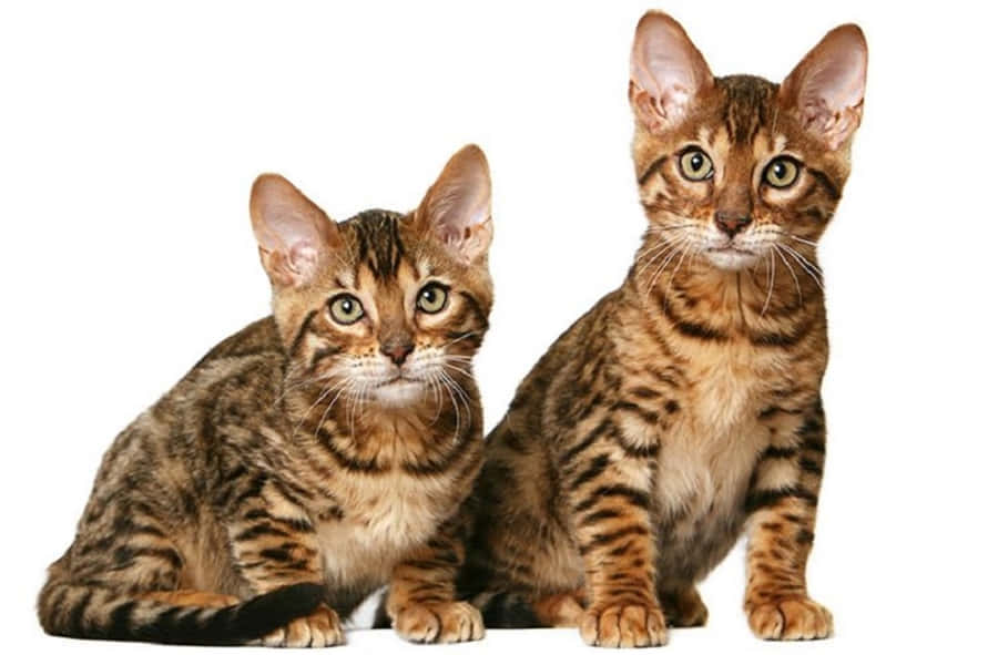 Majestic Sokoke Forest At Sunrise Wallpaper