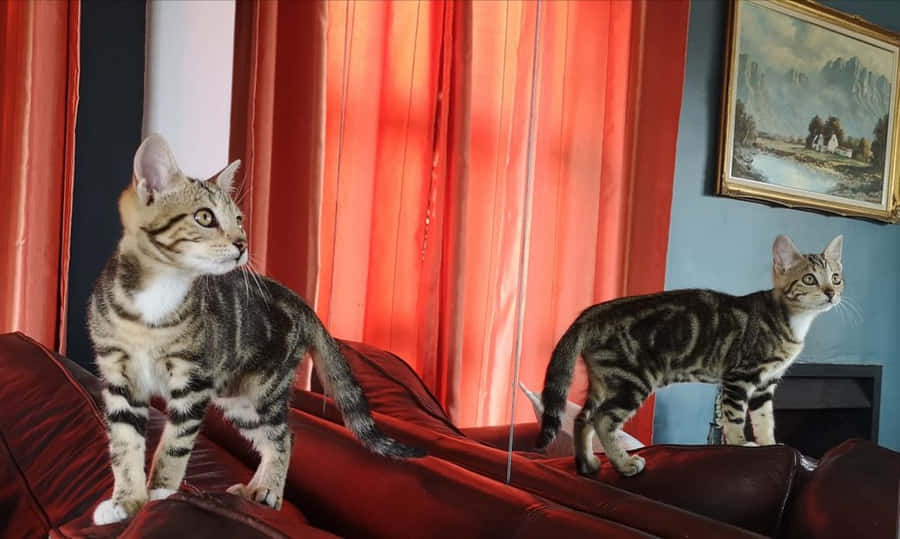 Majestic Sokoke Forest Landscape Wallpaper