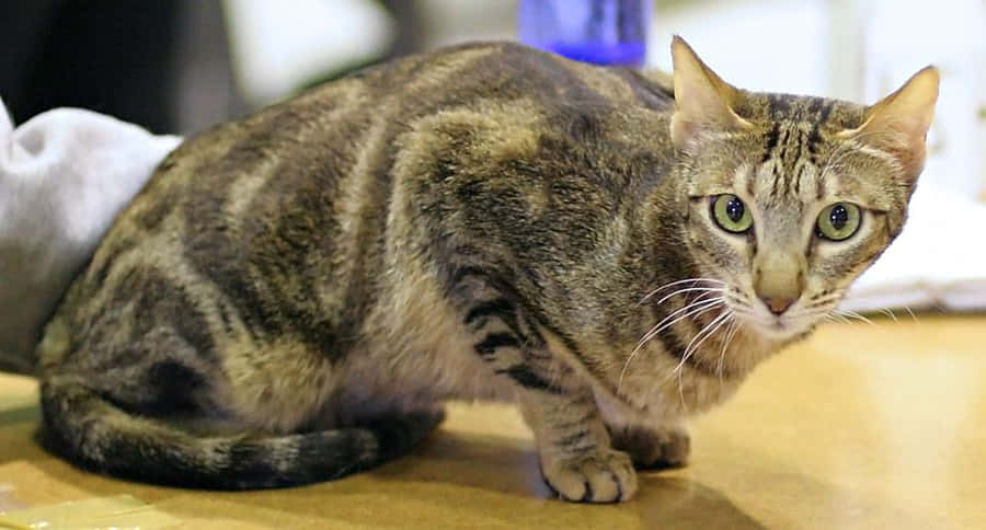 Majestic Sokoke Forest Scenery Wallpaper