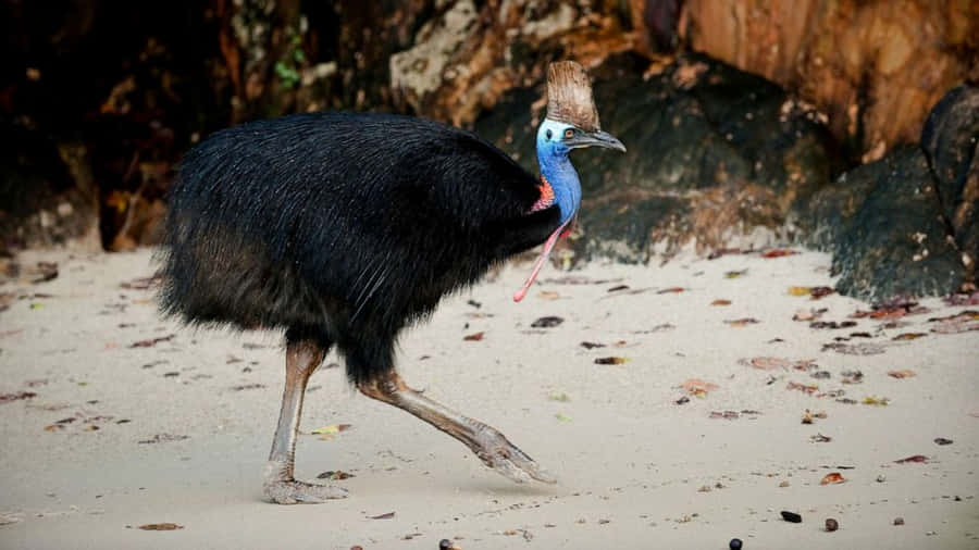 Majestic Southern Cassowary Amidst Lush Greenery Wallpaper