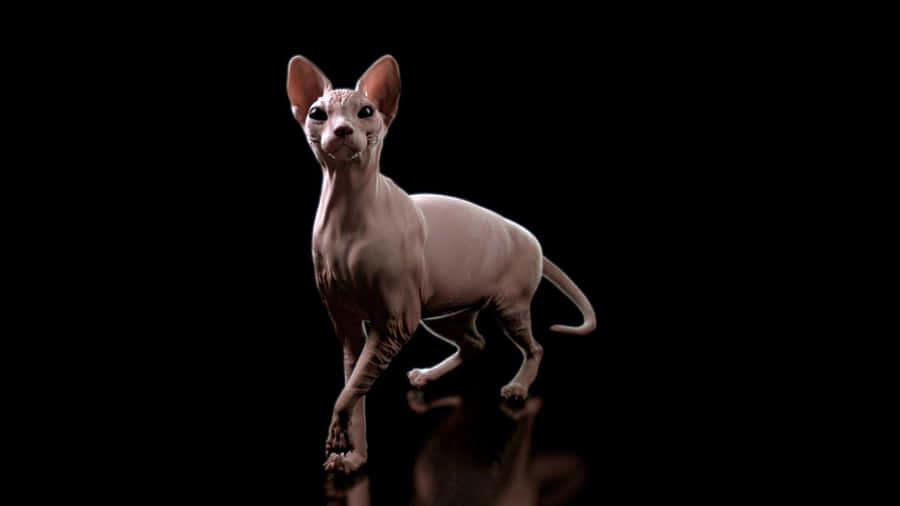 Majestic Sphynx Cat Lounging In The Spotlight Wallpaper