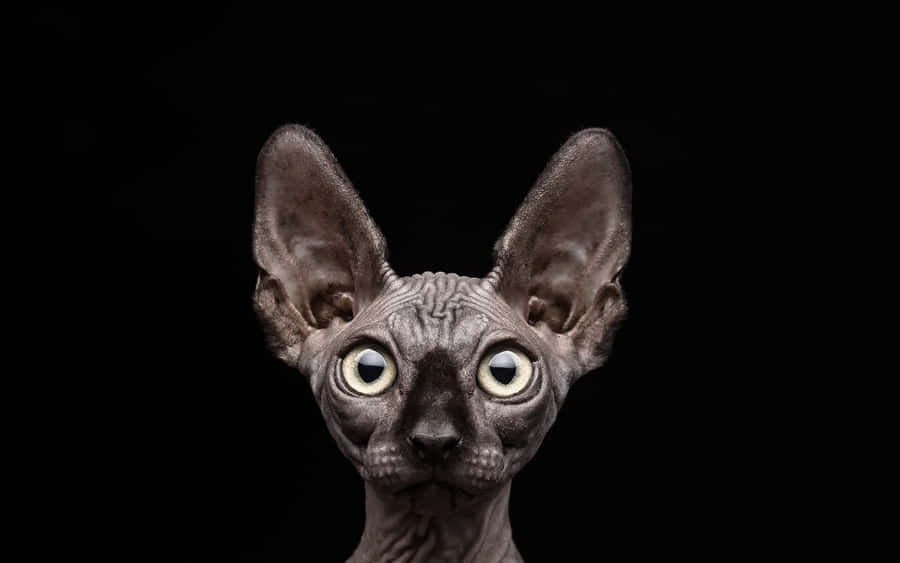 Majestic Sphynx Cat Posing For A Portrait Wallpaper