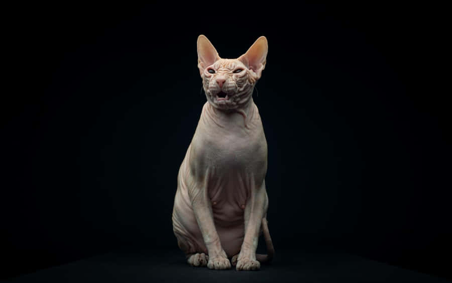 Majestic Sphynx Cat Posing Wallpaper