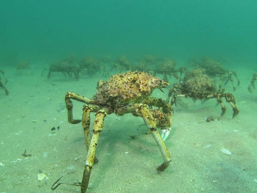 Majestic Spider Crab Roaming The Ocean Depths Wallpaper