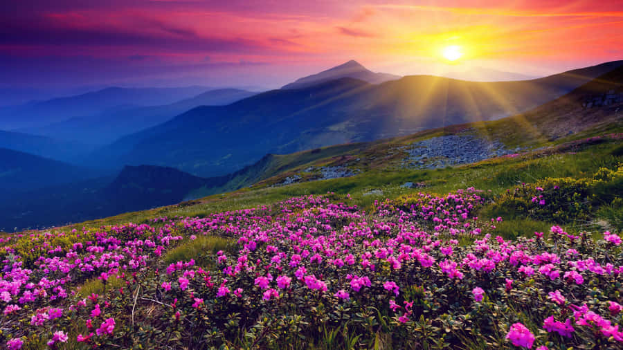 Majestic Spring Sunrise Wallpaper