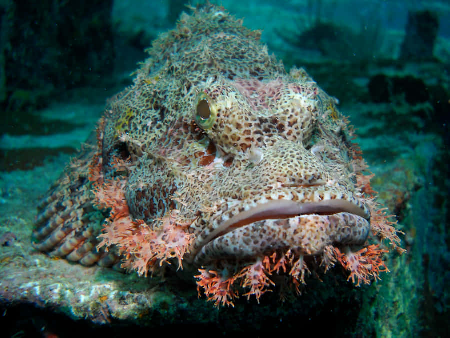 Majestic Stonefish Lurking In The Depths Wallpaper