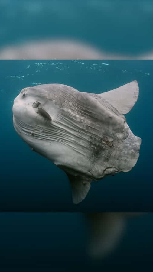 Majestic Sunfish Underwater.jpg Wallpaper