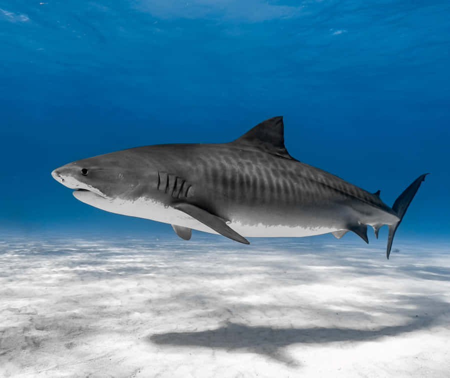 Majestic Tiger Shark Swimming Wallpaper