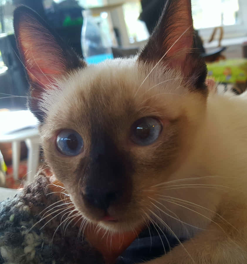Majestic Toybob Cat Lounging On A Sofa Wallpaper