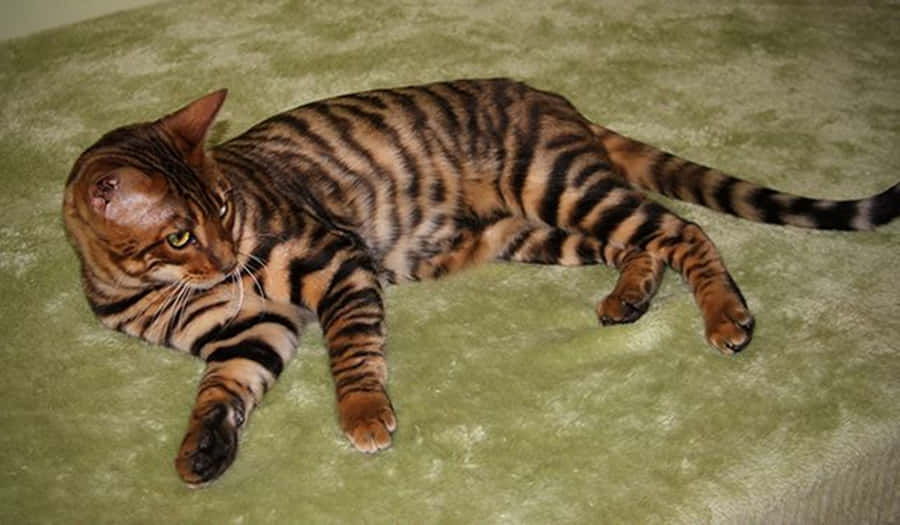 Majestic Toyger Cat Lounging In Nature Wallpaper
