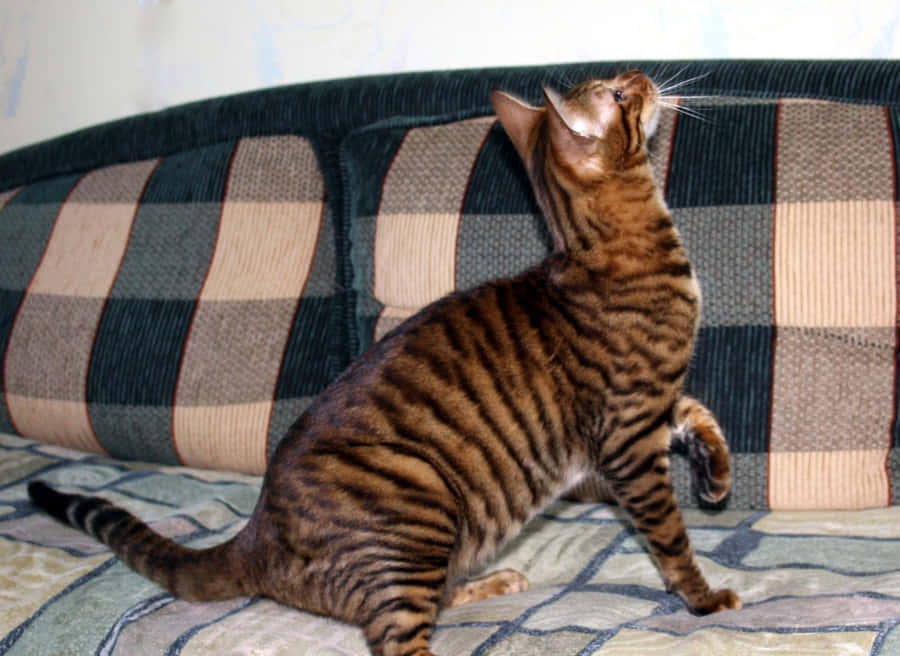 Majestic Toyger Cat Lounging On Wooden Surface Wallpaper
