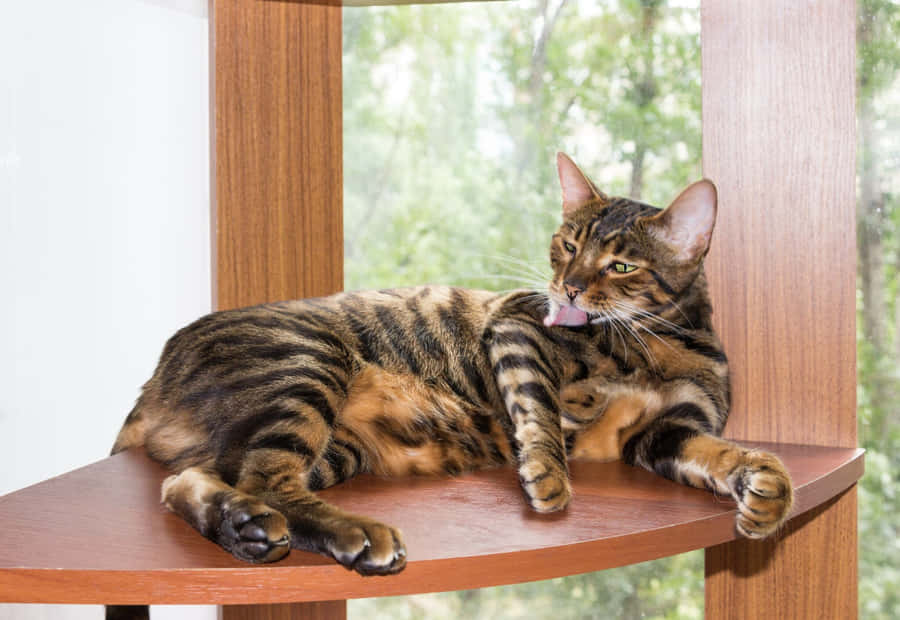 Majestic Toyger Relaxing On The Porch Wallpaper